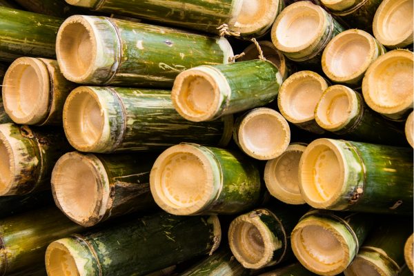 Unveiling Best Height Of Bamboo Culms 2024