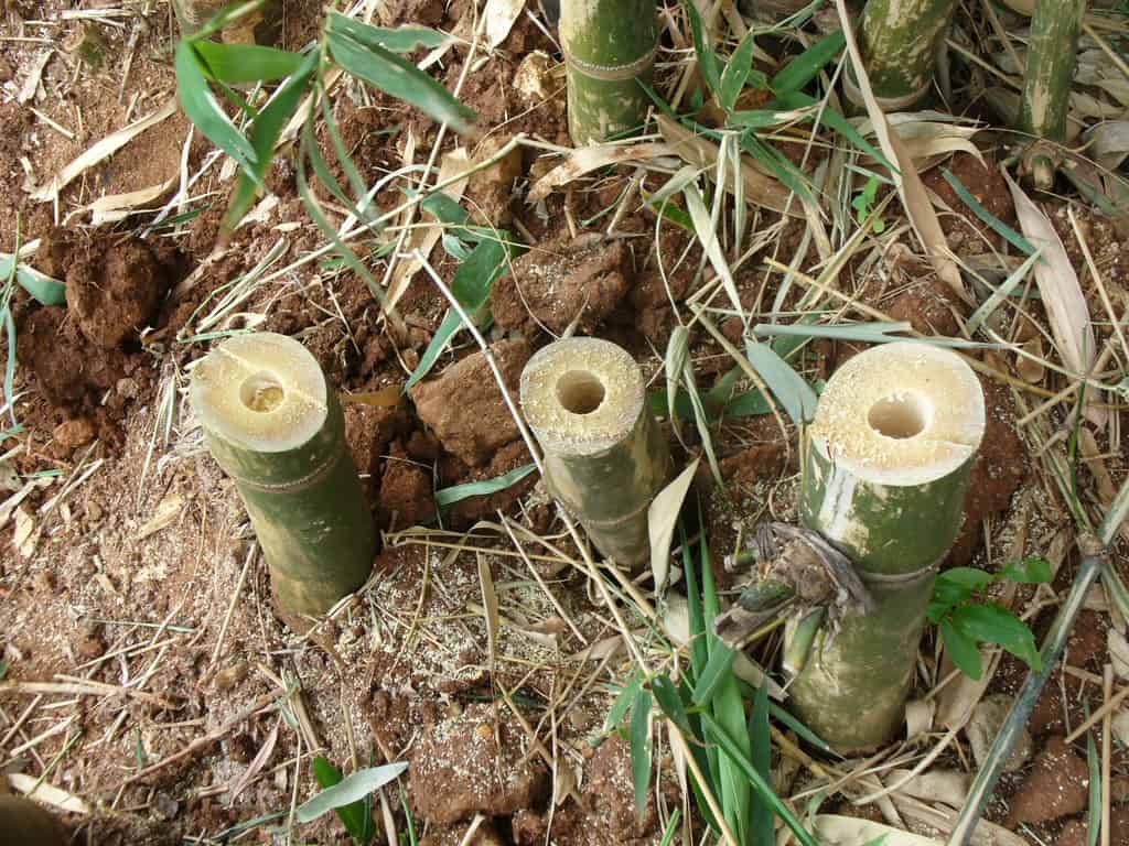 Bamboo Culms