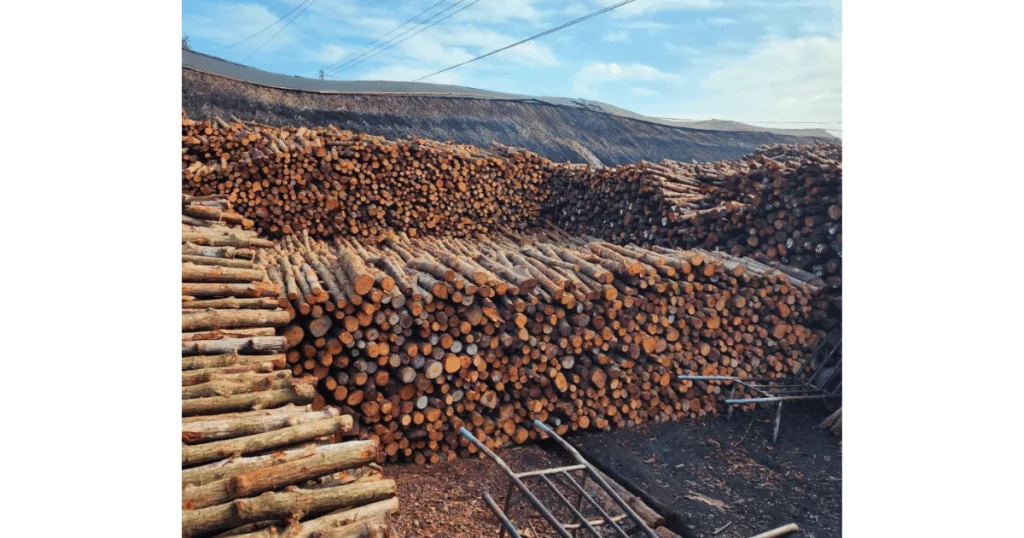 Bamboo Culms